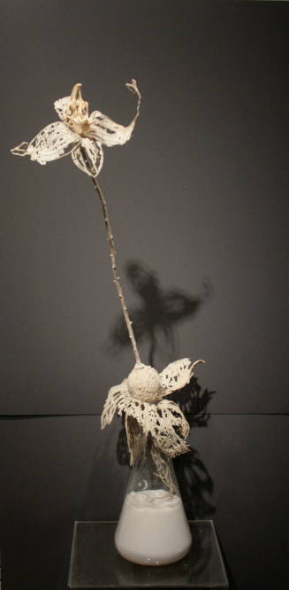 Experimental Field No. 3 - Poppy Flower