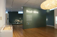 Installation view of Dead or Alive at the Museum of Arts and Design, New York (April 27–October…