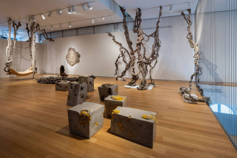 Dana Barnes: Untamed Gestures
