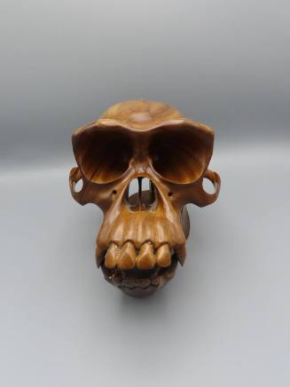 Hominoid: Chimpanzee