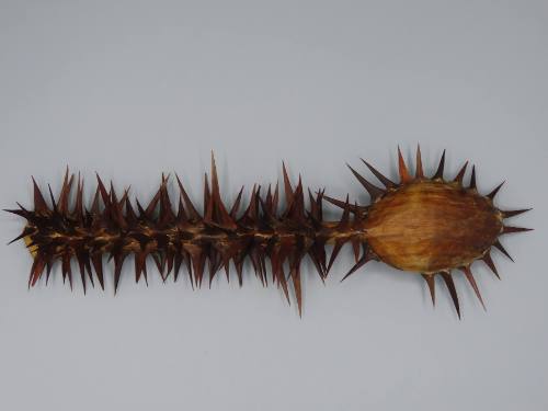 Spoon (Other)