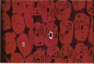 Tunisia, 20th century, “Berber turban” (detail), textile; from the collection of Ed Rossbach