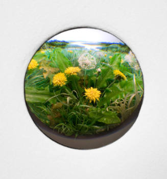 Dandelion Cluster #3
