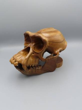 Hominoid: Chimpanzee